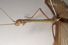 CollectionObject 1562088; NHMUK(SF IMPORT DUPLICATE) 844858, d6f3747a-eaec-4adb-b88f-f88fe7660782: copyright Natural History Museum, London. male: head and thorax, lateral view (syntype). (CollectionObject).