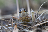 male in frontal view (from Croatia: Korcula Isl.). Depicts Decticus albifrons (Fabricius, 1775), an Otu.