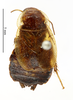 CollectionObject 1587608; MNHN(SF IMPORT DUPLICATE) MNHN-EP-EP1524, 5dd41185-d8b7-4753-917b-7317104a41bf: CC BY-NC-ND 4.0/MNHN - Depraetere Marion - 2014. Syntype, female, of variabile Shelford, 1910. Specimen number: MNHN-EP-EP1524. http://coldb.mnhn.fr/catalognumber/mnhn/ep/ep1524. (CollectionObject).