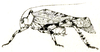 Gelotopoia bicolor Brunner von Wattenwyl, 1891: Fig. 19. male habitus (body length 19 mm, pronotum 4.5 mm, tegmina 27 mm, hind femora 12 mm). (Otu).