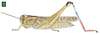 Eyprepocnemis plorans plorans (Charpentier, 1825): Page 119, Figure 1. female habitus. (Otu).