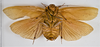 CollectionObject 1863687; ce25d1d1-3443-4e7e-a87d-163548e6e868: (CollectionObject).