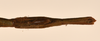 CollectionObject 1559636; ca476925-de17-4b88-8d55-8a256e3ae29f: copyright OUMNH. female: end of abdomen, ventral view of synonym Bacillus aspericollis (holotype). (CollectionObject).
