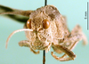 male, frontal view (holotype of Asiotmethis turritus armeniacus). Depicts CollectionObject 1501157; 4cfadcf8-0bd1-46ea-95f6-dbbfa692e7f4, a CollectionObject.