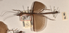 CollectionObject 1560107; 7d1b080d-7a82-463c-9605-b374e86a40cf: copyright OUMNH. male, lateral view (syntype). (CollectionObject).