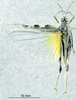 CollectionObject 1537922; 9b685415-dc00-4c65-b727-94d2a75e2b83: male, dorsal view. (CollectionObject).