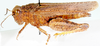 Plegmapterus sinuosus (Martínez y Fernández-Castillo, 1898): female, lateral view. (Otu).