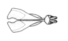Incacris phaenogaster Rehn, 1942: Fig. 141. endophallus, dorsal view. (Otu).