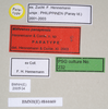 CollectionObject 1562906; 7c1a79dd-1533-4c80-b7c0-b10fd6b42064: copyright Natural History Museum, London. female, data labels (paratype). (CollectionObject).;CollectionObject 1562907; 5c2e562d-bb7a-40c9-9f68-656fff8c26e2: copyright Natural History Museum, London. female, data labels (paratype). (CollectionObject).