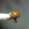 Head: !! display not done !! on Micrutalis pallens Fowler, 1895: (Observation).