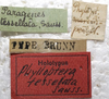 CollectionObject 1505917; 123a3d58-8bd5-4d38-974d-2cfe2de384de: labels (holotype). (CollectionObject).