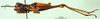 CollectionObject 1566286; 4fbf7cc6-2617-499e-bc7b-668c9088e2dc: male, lateral view (paratype). (CollectionObject).