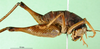 CollectionObject 1580543; 44d671ea-4d02-4395-8419-b3cc06d2ba50: male, lateral view (Rhaphidophora picea). (CollectionObject).
