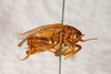 CollectionObject 1531220; 8ca9cf40-da4f-4ff9-a552-709ffe8b9510: female, lateral view (holotype). (CollectionObject).