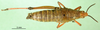 CollectionObject 1501060; 0ad85f6d-321e-47b6-80ea-df6733f37305, MfN 3912: female, dorsal view (holotype). (CollectionObject).