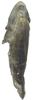Habitus, lateral view on Anufrievia drepanoides Lin & Zhang, 2021: (Observation).