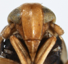 Head: !! display not done !! on Acanthodelphax denticauda (Boheman, 1847): (Observation).