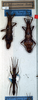CollectionObject 1558304; NMW 51, 89a1c3b3-aa38-4621-a640-dd41f933c7bb: copyright NMW. male juv. (lectotype), also female (paralectotypes) x 2. (CollectionObject).