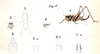 Pl. 14, Fig. 17. Thamnotrizon cinereus: A male (pronotum length 5 mm), B, male abdomen tip (a dorsal, b ventral), C female (pronotum 6 mm, ovipositor 9-10 mm), D female head, female abdomen tip (ventral). Depicts Pholidoptera griseoaptera (DeGeer, 1773), an Otu.
