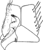 Subgenital plate, ventral view on Cosmotettix (Airosius) multinotatus (Vilbaste, 1965) now Cosmotettix (Airosius) paludosus (Ball, 1899): Subgenital plate. (Observation).