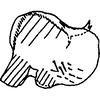 Pygofer, lateral view on Diomma (Diomma) katoi Dworakowska, 1981: Pygofer, lateral view. (Observation).