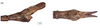 CollectionObject 1597513; 90633801-520e-4fd7-9651-496c8c2bdc45, QIMR T250909: copyright QM. male: end of abdomen, lateral & dorsal views (paratype). (CollectionObject).