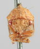 Head on Cyrtolobus vau (Say, 1831): (Observation).