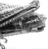 CollectionObject 1521484; e6009b90-1026-4d56-ad46-6ead370efb8e: Image, C.S. Carbonell. female abdomen end, dorsal view (holotype). (CollectionObject).
