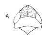 Head: !! display not done !! on Faltala Oman, 1938: head, dorsally. (Observation).