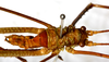 CollectionObject 1531825; ea2b4688-2e7c-4322-8ddc-5914932c3c80: male, dorsal view (holotype). (CollectionObject).
