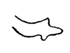 Stylus on Antillixius greyi Myers, 1928: (Observation).
