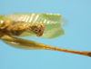 CollectionObject 1542787; DEES MZLQ-I0117, 476df78b-679f-4a5e-b991-791870452ae8: male, apex of the abdomen posterior view (holotye of Tympanotriba vittata). (CollectionObject).