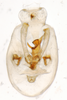 Pygofer, ventral view: !! display not done !! on Pygospina spinata Caldwell, 1951: (Observation).