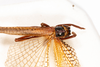CollectionObject 1531237; cc43f315-e9ff-4f2e-98ee-d6d54d6eda3f: female, dorsal view (holotype). (CollectionObject).