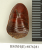Hormetica laevigata Burmeister, 1838: Copyright Natural History Museum, London. Holotype (nymph) of homonym Polyzosteria nitens Walker, 1868 in BM(NH). Dorsal view. (Otu).