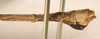 CollectionObject 1562011; d0fd38b0-812a-4732-b437-3bae1f4bbb2a: copyright OUMNH. male: end of abdomen, lateral view of Necroscia erechtheus (syntype). (CollectionObject).