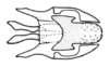 Atacamacris diminuta Carbonell & Mesa, 1972: Fig. 6. male, phallic complex, ventral view. (Otu).