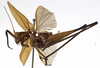 male, lateral view (holotype). Depicts CollectionObject 1529784; 023177d5-847d-4548-a886-37a382c03b00, a CollectionObject.