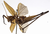 CollectionObject 1529784; 023177d5-847d-4548-a886-37a382c03b00: male, lateral view (holotype). (CollectionObject).