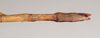 CollectionObject 1560093; NHMUK(SF IMPORT DUPLICATE) 844799, 51fca1e1-c43b-4cde-a72a-bf51c874e069: copyright Natural History Museum, London. female: end of abdomen, ventral view of Necroscia westwoodi (holotype). (CollectionObject).