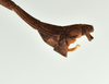 CollectionObject 1586089; QIMR QM, T244738, b4e67cdd-8592-4779-b45a-3e6513c80718: copyright QM, Brisbane. male: end of abdomen, lateral view (holotype). (CollectionObject).