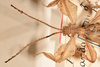 CollectionObject 1561244; f1af47a6-3b3b-413b-94f9-86bd141159e3: copyright UMO. male of synonym Phyllium dardanus head & thorax, dorsal view (holotype), copyright UMO. (CollectionObject).