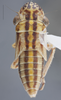Habitus, dorsal view on Cuerna alpina Oman & Beamer, 1944: Dorsal. immature. (Observation).