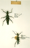 CollectionObject 1558606; f8f80115-f9c2-4670-b7ee-a4dd333fa1d4: copyright RMNH, Leiden. female (lectotype) and male (paralectotype). (CollectionObject).
