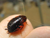 Parcoblatta americana (Scudder, 1900): Copyright Alan Jeon. Parcoblatta americana female, Chino Hills, California. (Otu).