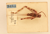 CollectionObject 2066589; 811e0732-9fcd-4d9b-b6a2-fe75cdd77be9, NHMUK015982511: dorsal view (syntype). (CollectionObject).