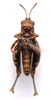 CollectionObject 2627945; CNMS 4677, CNMS 4677, 227de8a2-4f92-43ab-9fb1-280a6524d91e: ventral view. male (paratype). (CollectionObject).