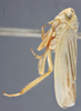 Habitus, lateral view: !! display not done !! on Davisonia major (Dorst, 1931): Lateral. Female. (Observation).