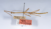 CollectionObject 1559372; 9f1f4bd7-cc3c-4514-9e2d-cd675de77069: copyright ANSP. male, lateral view (holotype). (CollectionObject).