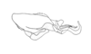 Dichroplus schulzi Bruner, 1906: Fig. 17. male, endophallus, lateral view. (Otu).